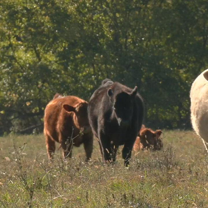 Kentucky cows - cattle farm